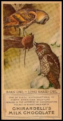 4 Barn Owl - Long Eared Owl